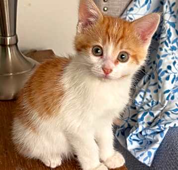 Photo of Cricket