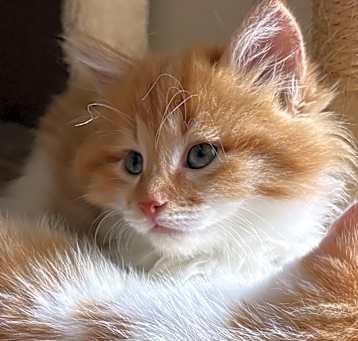 Photo of Bumblebee