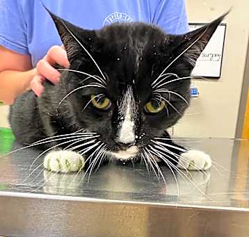 Photo of Socks- 051602T