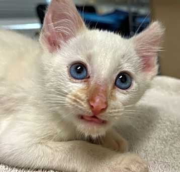 Photo of Jellybean