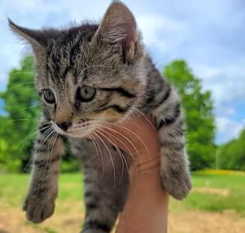 Photo of Wren