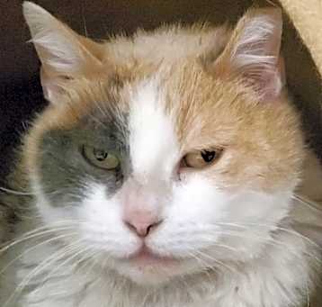 Photo of MOOCH