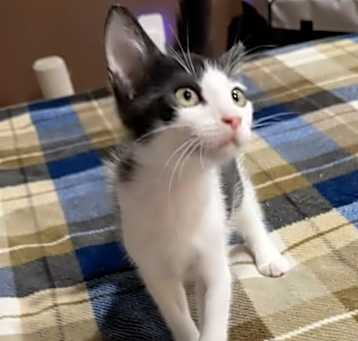 Photo of Bandit