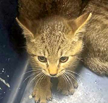 Photo of Crackle