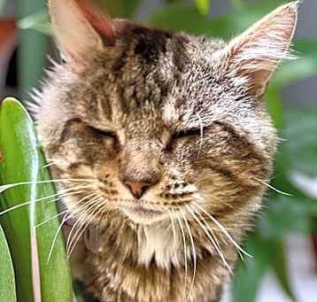 Photo of Tonka