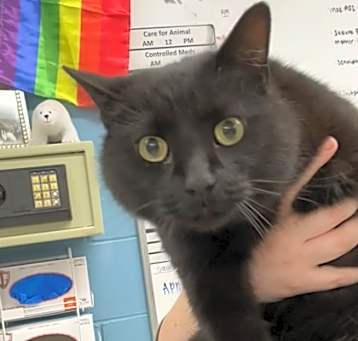 Photo of Licorice