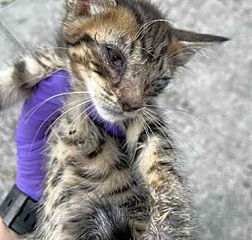 Photo of SNICKERS