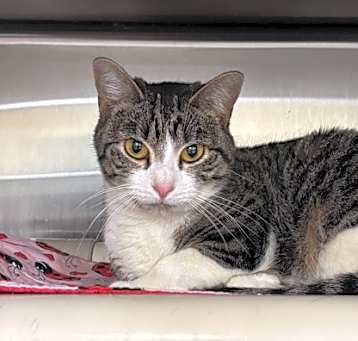Photo of Muffin