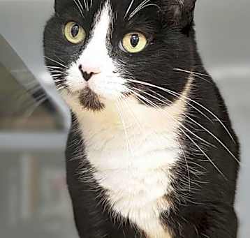 Photo of BUTTON