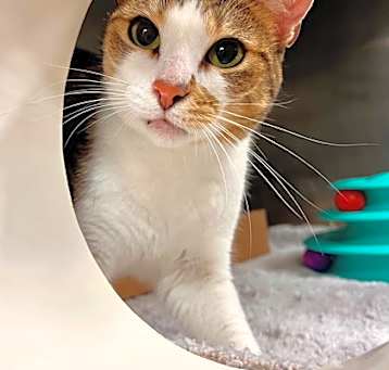 Photo of LAILA