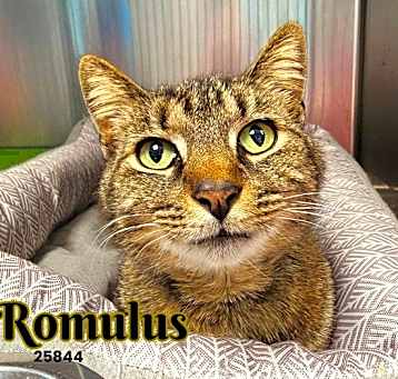 Photo of Romulus
