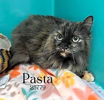 Photo of Pasta