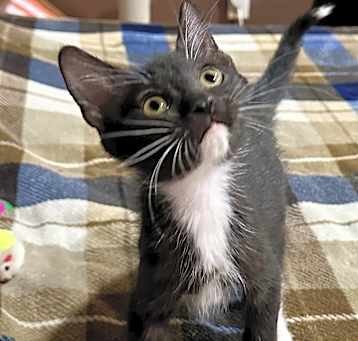 Photo of Mittens