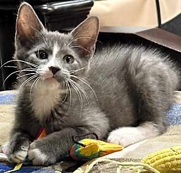 Photo of Phantom