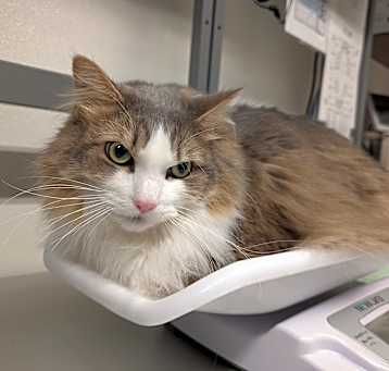 Photo of DEXTER