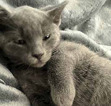 Photo of Blue