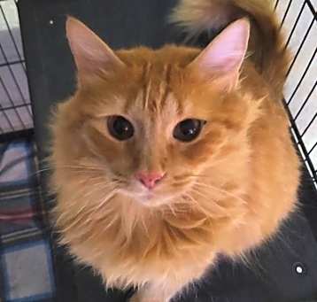 Photo of Peach