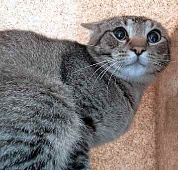 Photo of Rivet