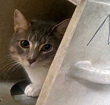 Photo of Socks