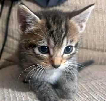 Photo of Honey