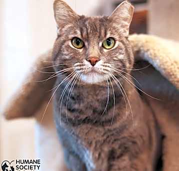 Photo of TOPPER