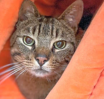 Photo of Booker**Bonded With Bella**