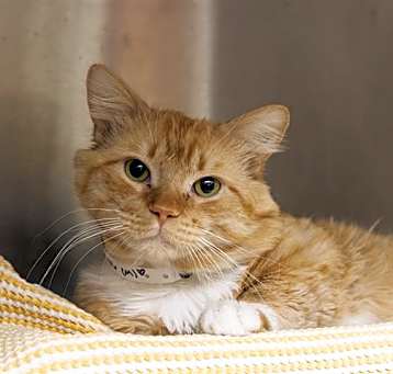 Photo of GARFIELD