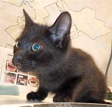 Photo of ONYX