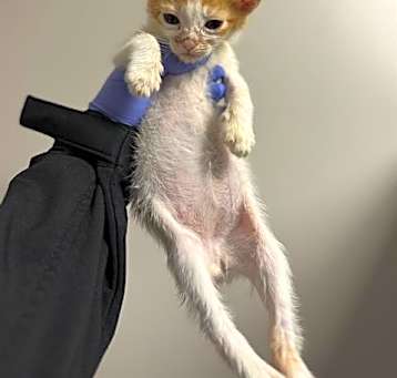 Photo of CALVIN