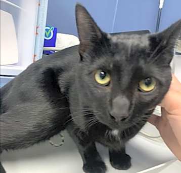 Photo of PEPPER