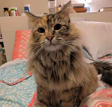 Photo of Goldie