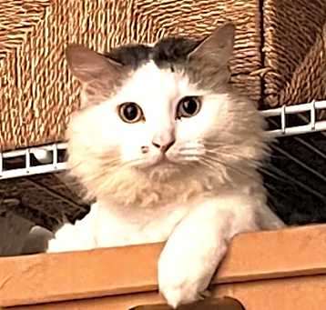 Photo of Bumper