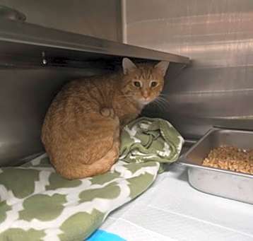Photo of Bobcat