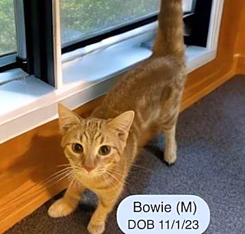 Photo of Bowie