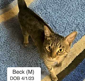 Photo of Beck