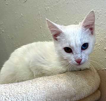 Photo of Nala