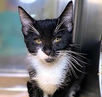 Photo of Peanut