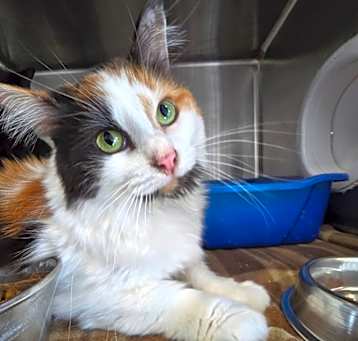 Photo of Remmington / Mel
