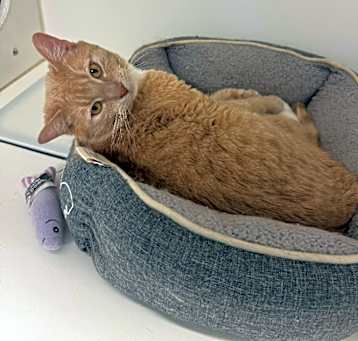 Photo of Odie