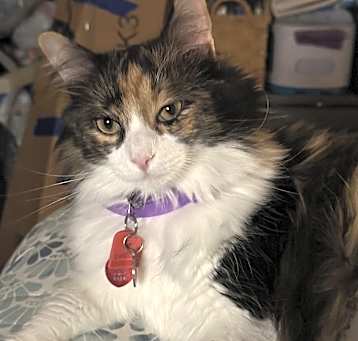 Photo of Luna