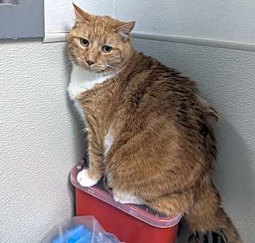 Photo of Lacey
