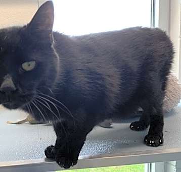 Photo of Bartholemeow