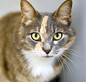 Photo of Biscuit