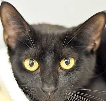 Photo of Midnight