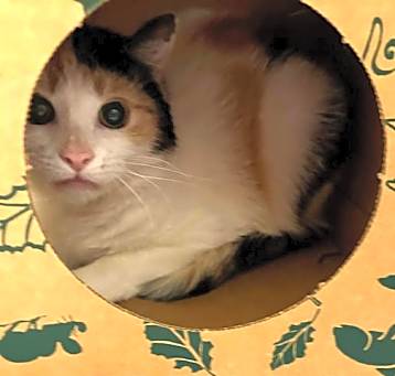 Photo of LIBBY