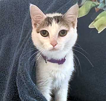 Photo of Chuppa