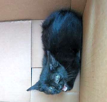 Photo of SALEM