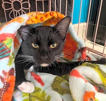 Photo of Percival