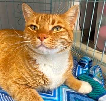 Photo of Lancelot
