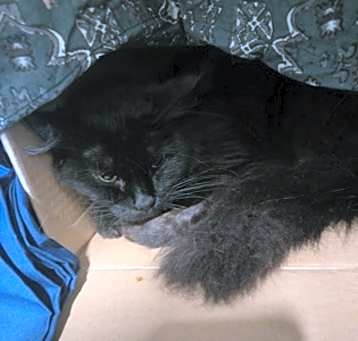 Photo of Mocha